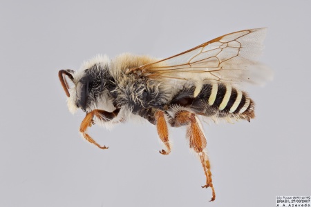 [Nomiocolletes male (lateral/side view) thumbnail]